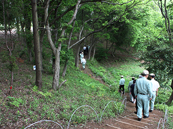 Sakura Millennium Woods