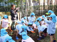 Local kindergarten children had fun digging potatoes